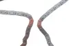 Комплект ланцюга насосу оливного Hyundai H-1/Kia Sorento 2.5 CRDi 01- INA 558 0155 20 (фото 9)