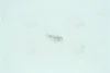 Лампа розжарювання W1,2w 12v 1,2w W2x4,6d (вир-во Narva) NARVA 17037CP (фото 1)