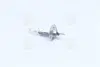 Лампа накаливания H1 12V 55W P14.5s (пр-во Narva) NARVA 48320C1 (фото 1)